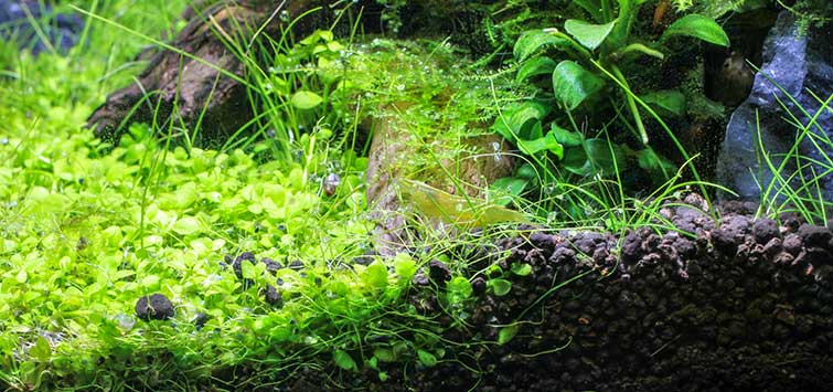 Know About Aquarium Substrate